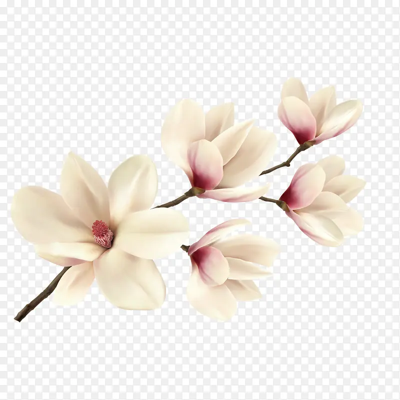 矢量茶花