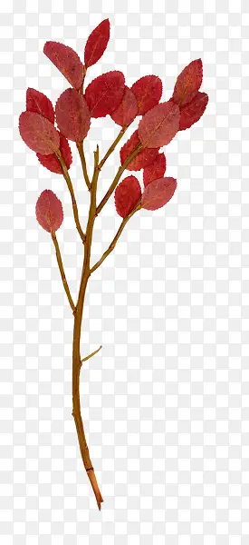 红色花枝叶子图片