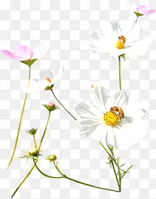 白粉色清新春季植物小花