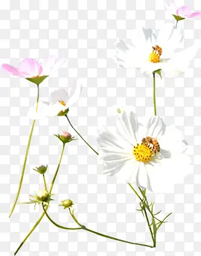 白粉色清新植物春季小花