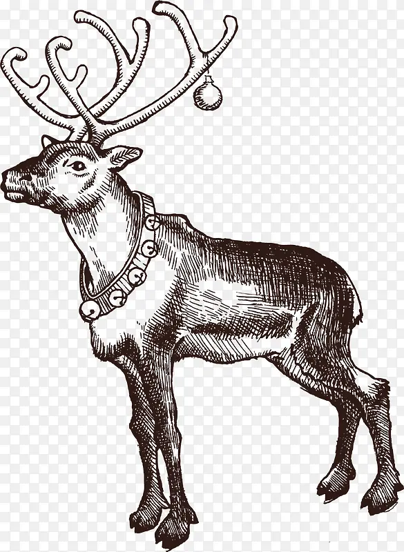 矢量鹿的手绘图