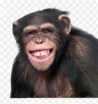 一只咧嘴微笑的猩猩