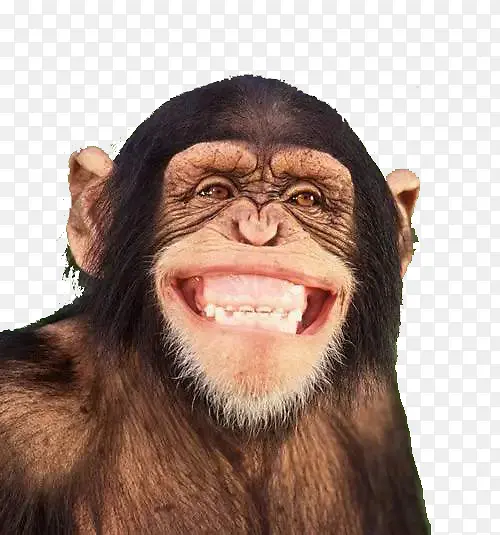呲牙微笑的黑猩猩