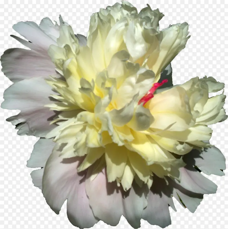 手绘花朵图片素材