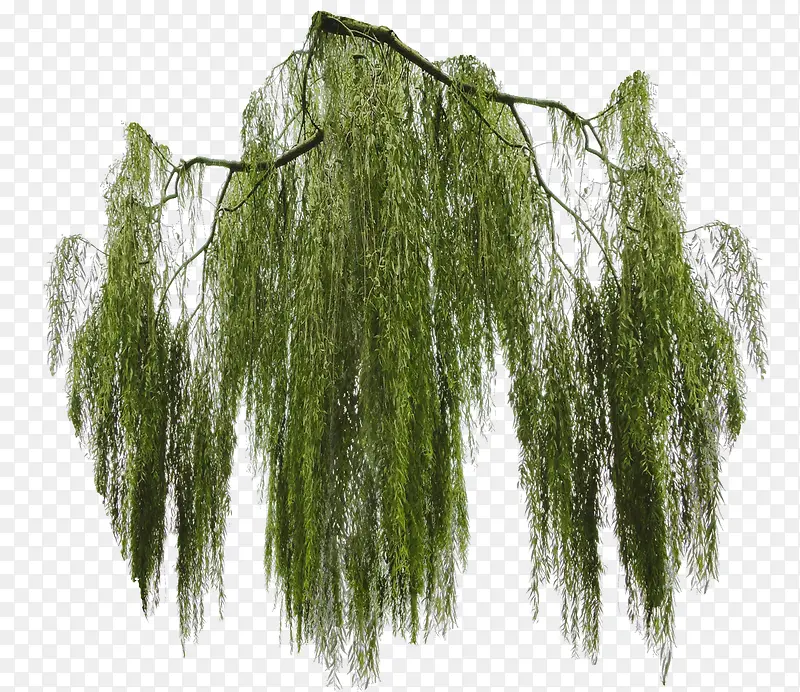 垂柳树冠枝繁叶茂自然景观素材PNG图片素材下载_图片编号yemrkogo-免抠素材网