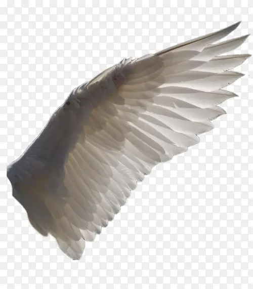 天使的翅膀 单翅膀