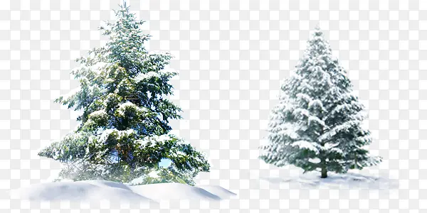 冬季雪景绿色树木