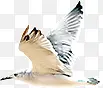 海鸥 小鸟 白色