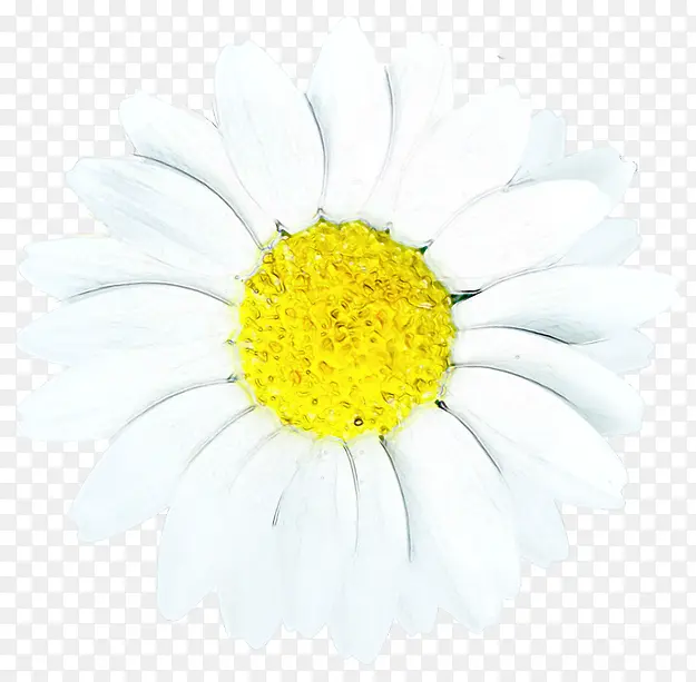 白色手绘黄色花蕊