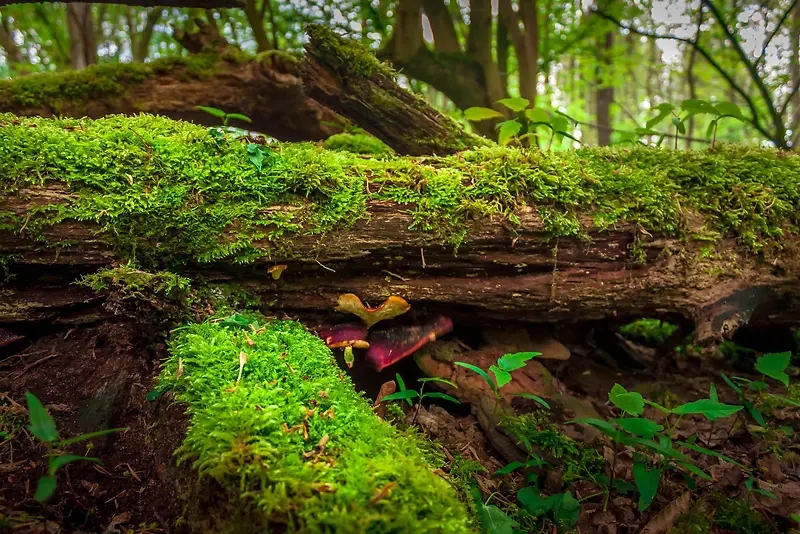 森系自然风景景观