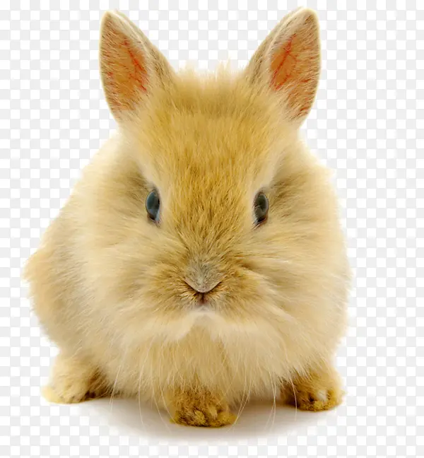 可爱侏儒兔