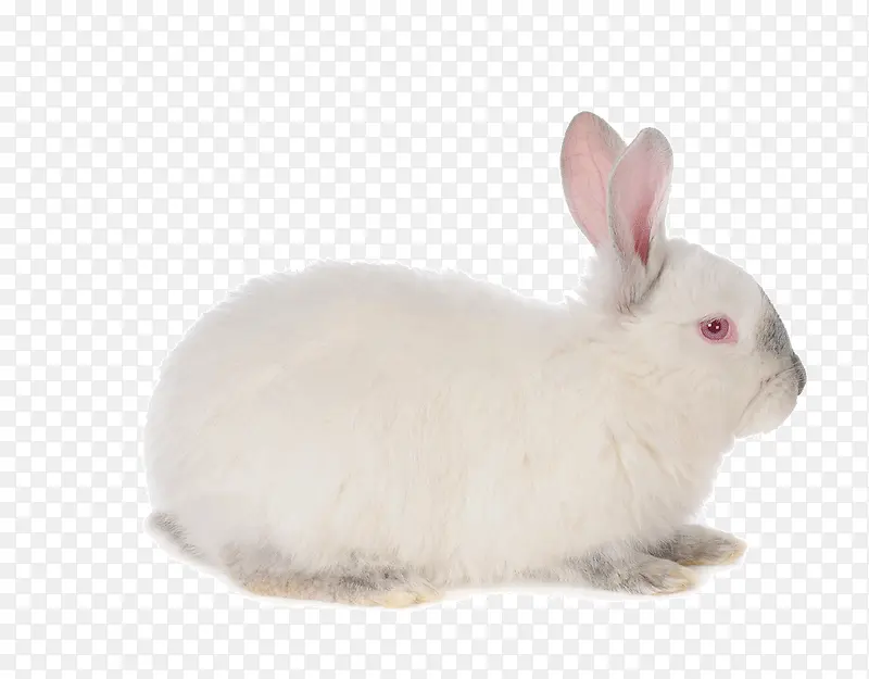 可爱的兔子