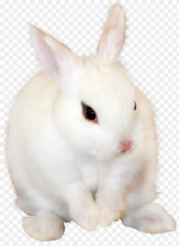 装饰动物兔子