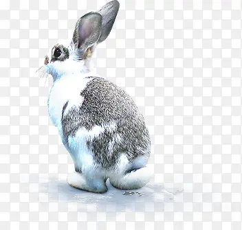 高清冬季黑白色兔子