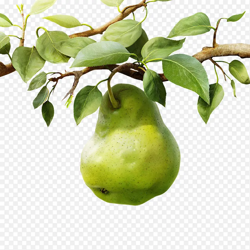 树枝上的绿色梨子