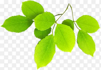 春季黄绿色植物树叶树枝