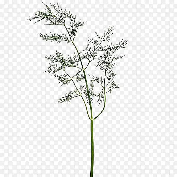 树绿色树枝免抠树木