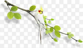绿色树枝白色鹦鹉