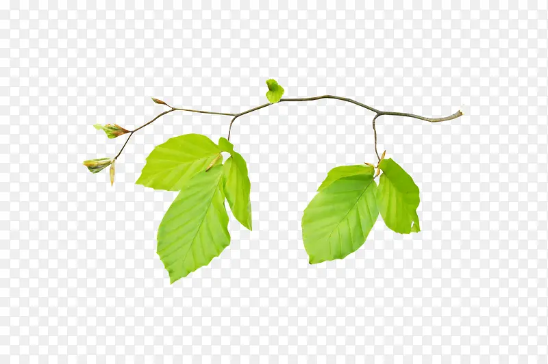 绿色叶子树枝植物叶子