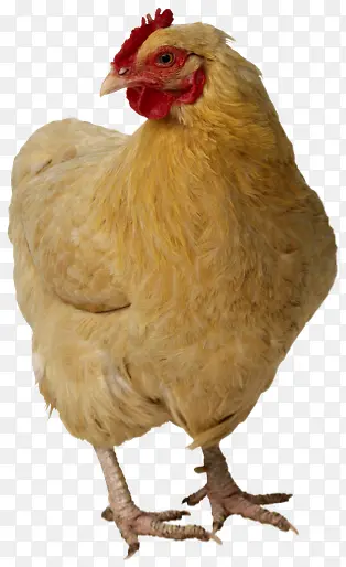 鸡