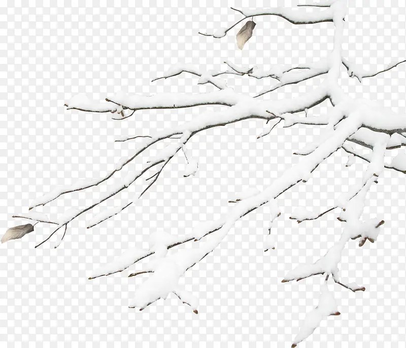 白色冬日树枝美景