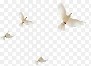 白色飞翔白鸽美景风光