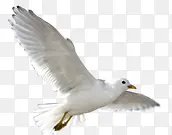 白色唯美白鸽禽类