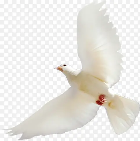 白色海鸥欢度国庆