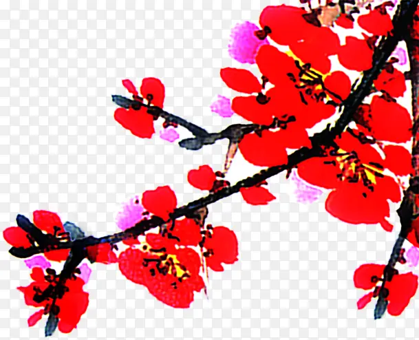 红色梅花水彩画树枝