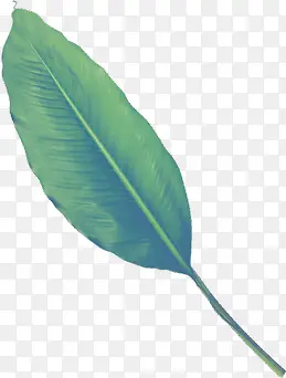 绿色叶片植物