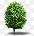 夏日海报绿色树木植物