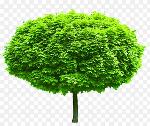 绿色茂盛树木装饰