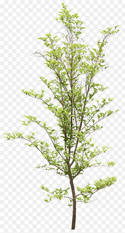 高清摄影绿色的植物树木
