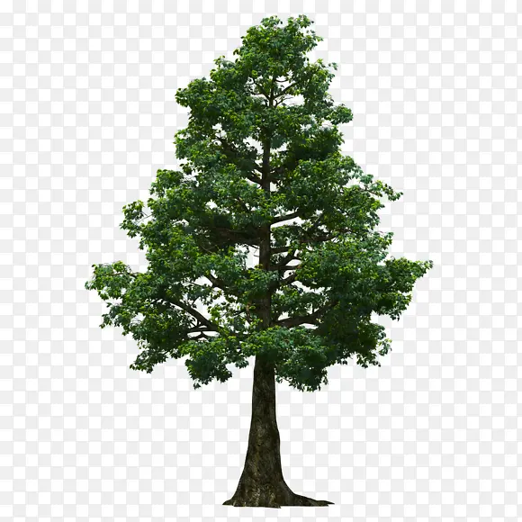 树木素材绿色