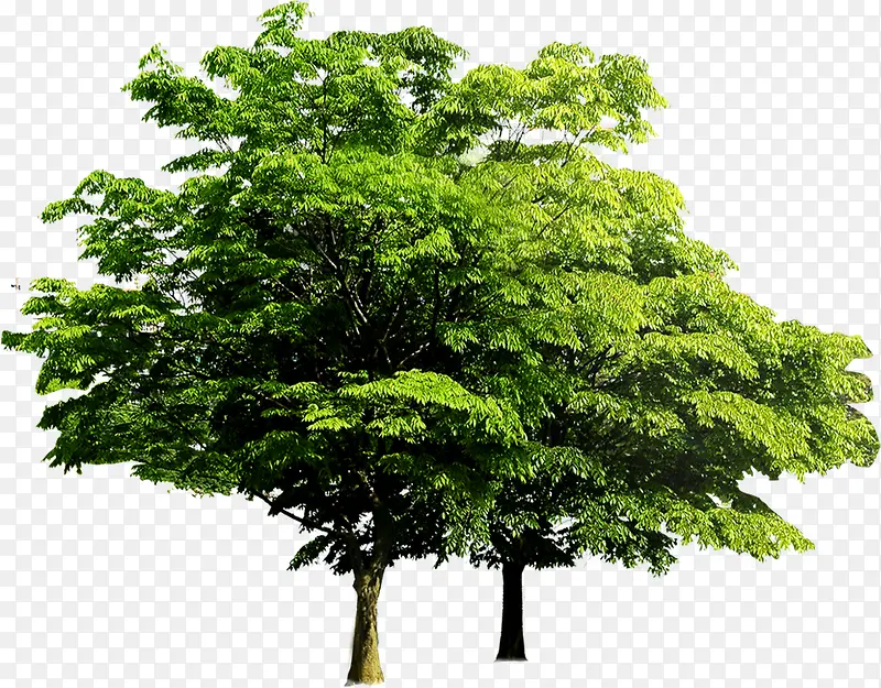 绿色植物树木效果