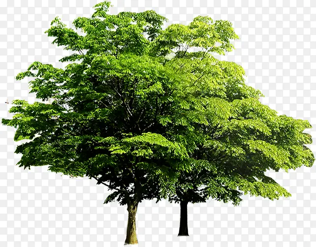 植物绿色海报卡通树木