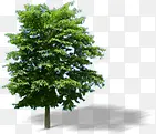 高清摄影绿色树木