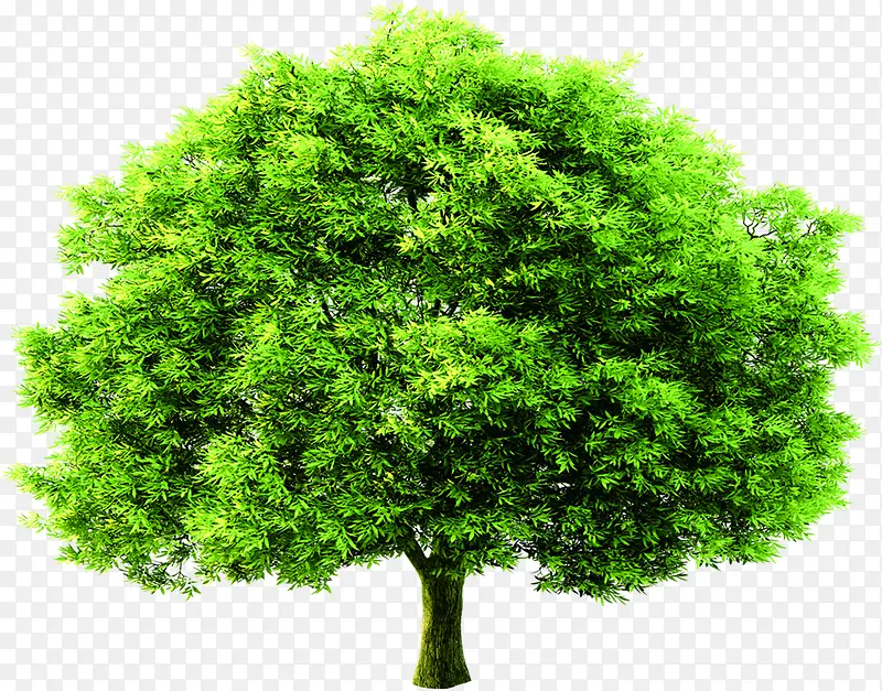 绿树茂密景观植物