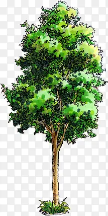 高清手绘绘画创意绿色树木