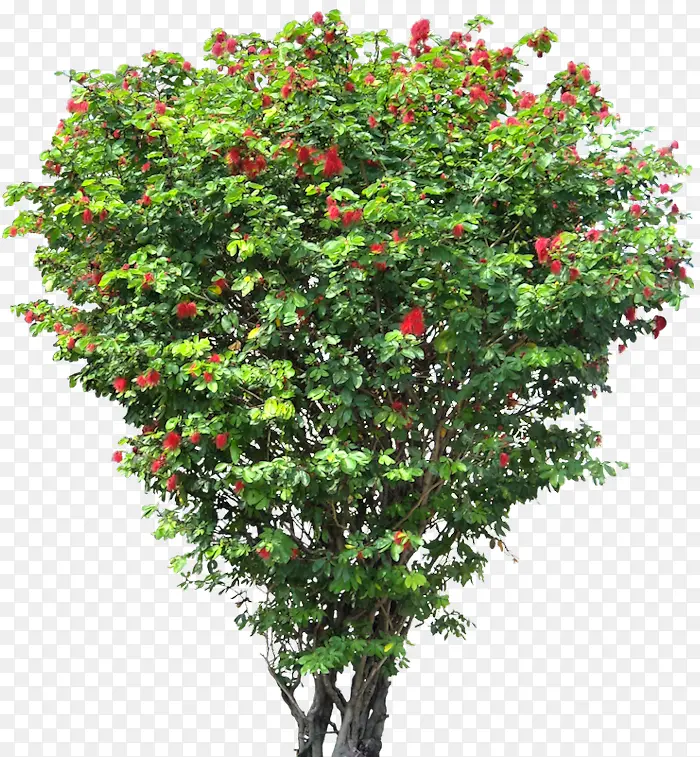 绿色树木红色果实图片