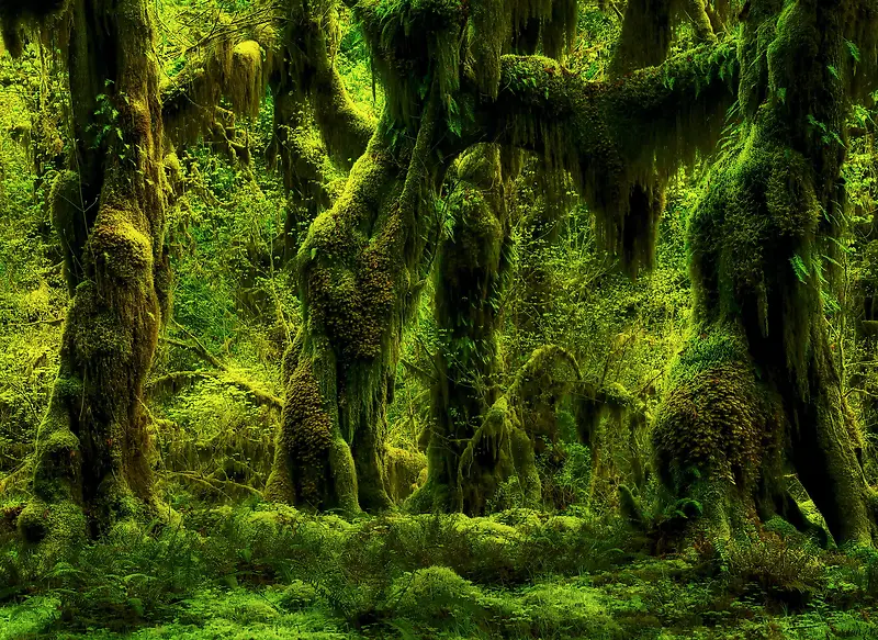 绿色森林手绘树木高清