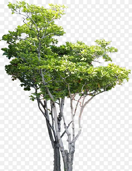 绿色环境素材高清树木