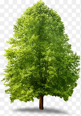 高清摄影绿色的树木