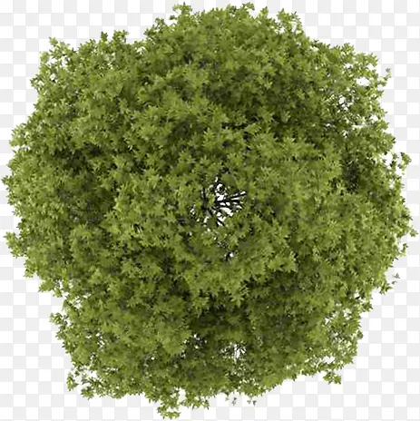 园林绿树景观植物PNG图片素材下载_图片编号qxopvbvk-免抠素材网
