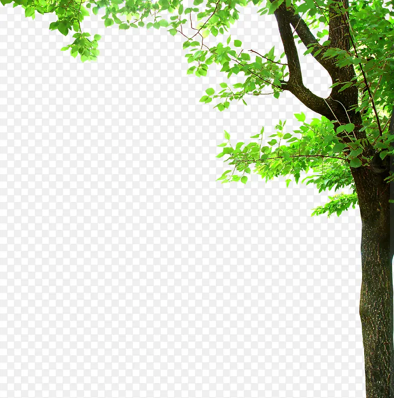 绿树清新生机树木