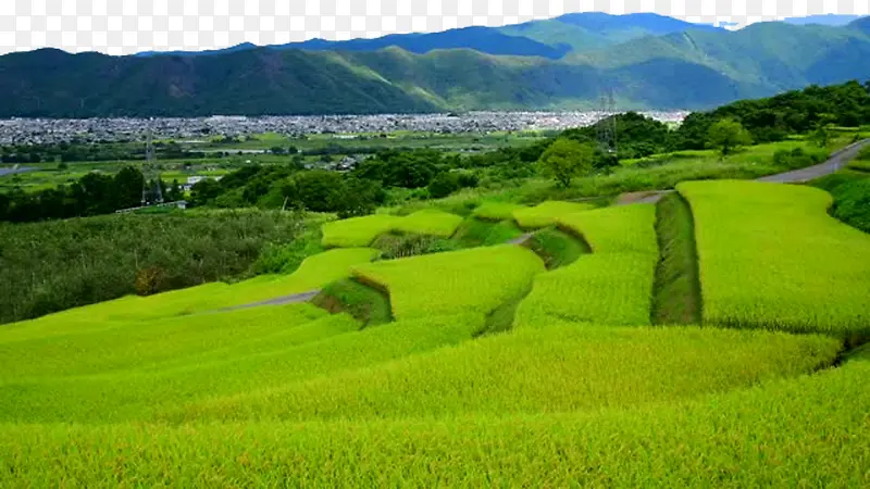 蓝山与稻田