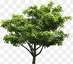 绿树景观植物美景