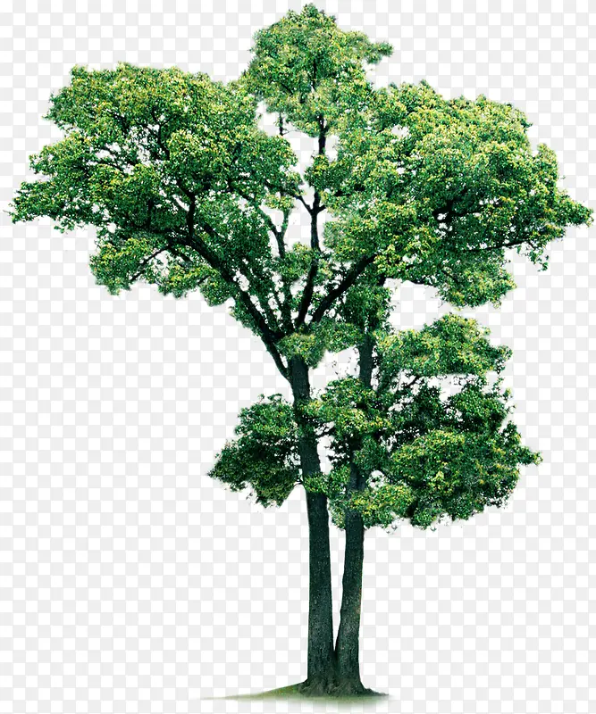 绿树美景植物高清