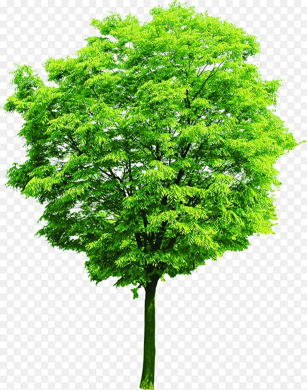 绿色设计效果树木卡通