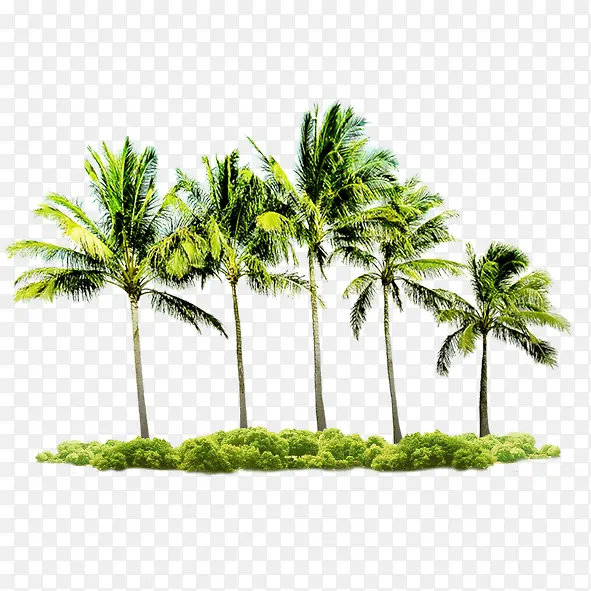 海岸椰子树